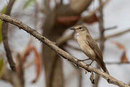 Pale Flycatcher