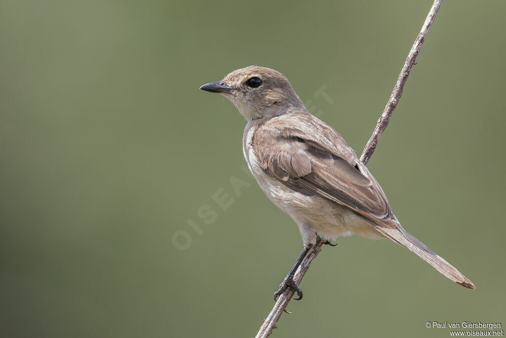 Pale Flycatcheradult