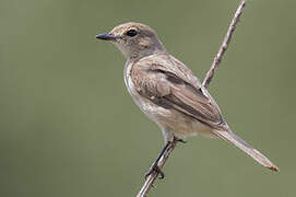 Pale Flycatcher