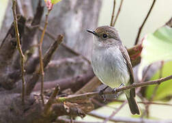 Little Pied Flycatcher