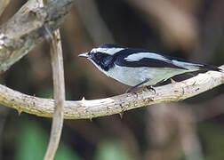 Little Pied Flycatcher