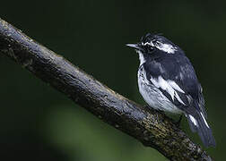 Little Pied Flycatcher