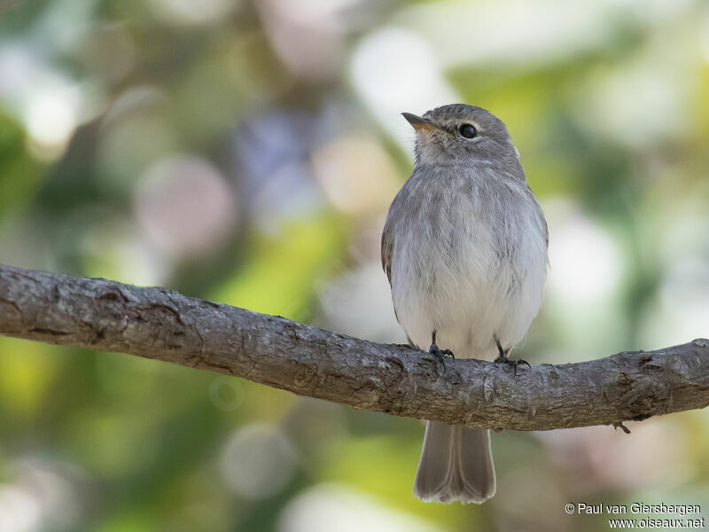 African Dusky Flycatcher