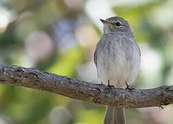 African Dusky Flycatcher