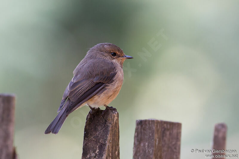 African Dusky Flycatcher