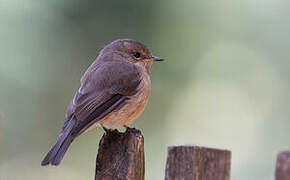 African Dusky Flycatcher