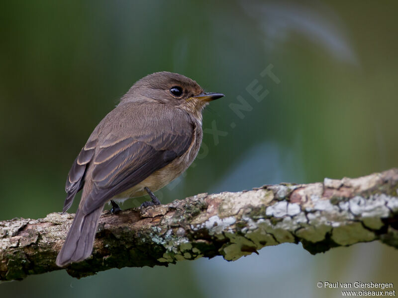 African Dusky Flycatcher