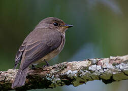 African Dusky Flycatcher