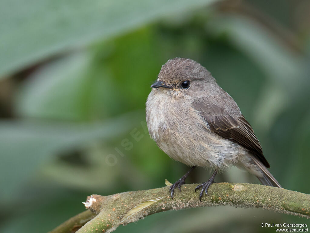 African Dusky Flycatcheradult