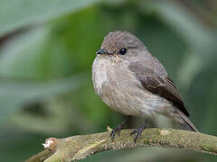 African Dusky Flycatcher