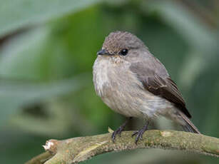 Gobemouche sombre