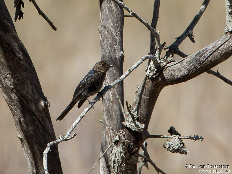 Southern Black Flycatcher