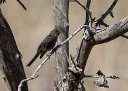 Southern Black Flycatcher