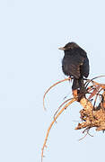 Southern Black Flycatcher