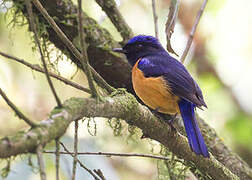 Rufous-bellied Niltava