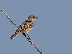 Chat Flycatcher