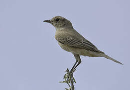 Chat Flycatcher