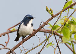 Ultramarine Flycatcher