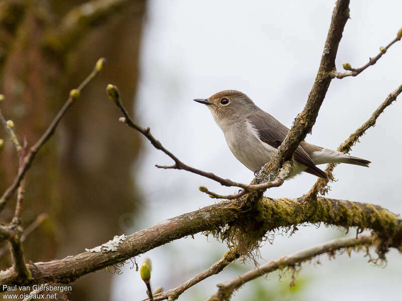 Ultramarine Flycatcher female adult, identification