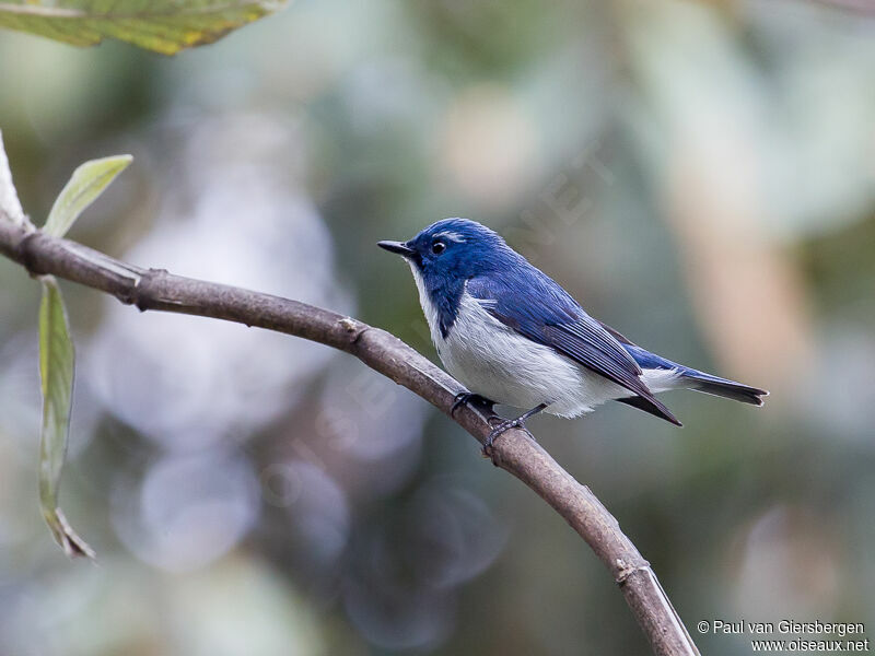 Ultramarine Flycatcher