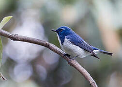 Ultramarine Flycatcher