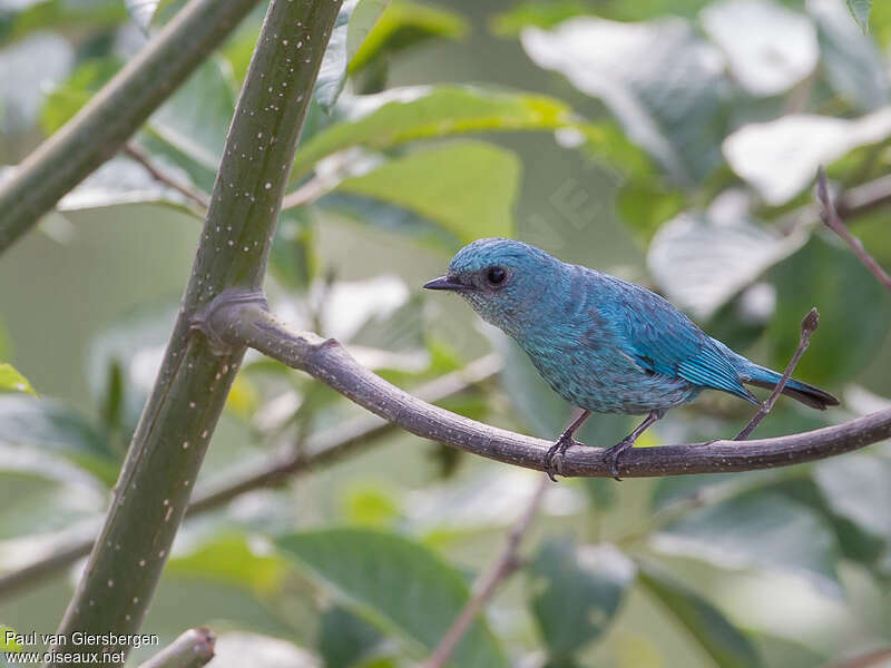 Verditer Flycatcherjuvenile, identification