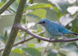 Verditer Flycatcher