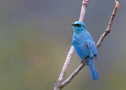 Verditer Flycatcher