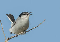 White-lored Gnatcatcher