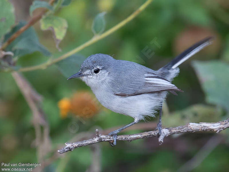 White-lored Gnatcatcher female adult, identification