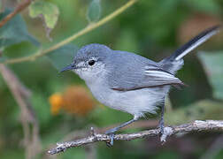 White-lored Gnatcatcher