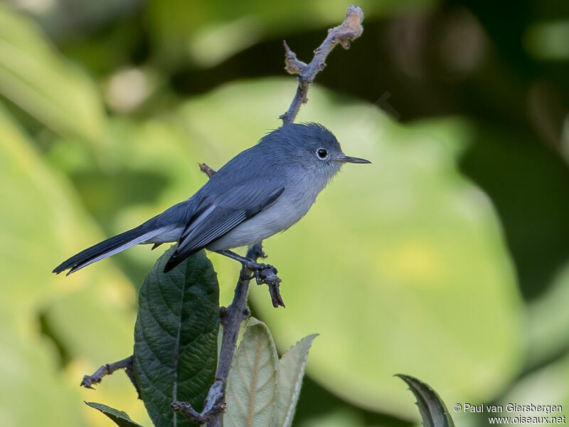 Gobemoucheron gris-bleu