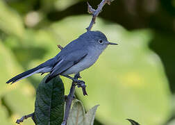 Gobemoucheron gris-bleu