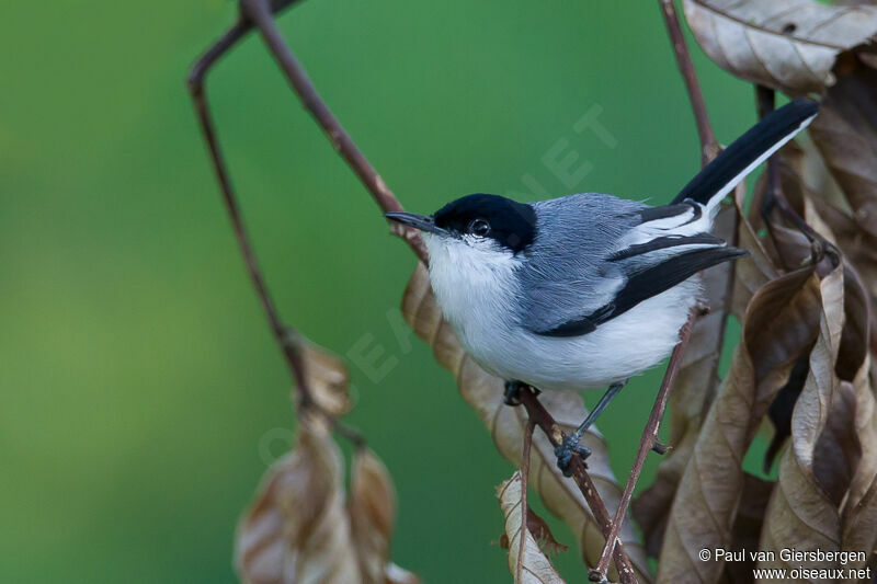 Tropical Gnatcatcher