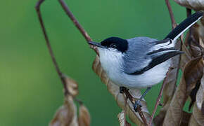 Tropical Gnatcatcher