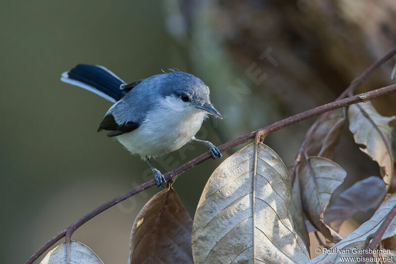 Tropical Gnatcatcher