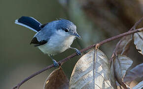 Tropical Gnatcatcher