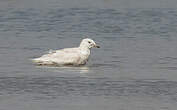 Goéland à ailes blanches