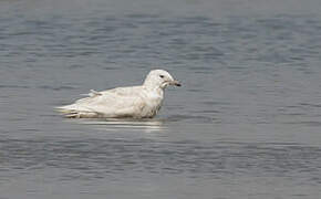 Iceland Gull