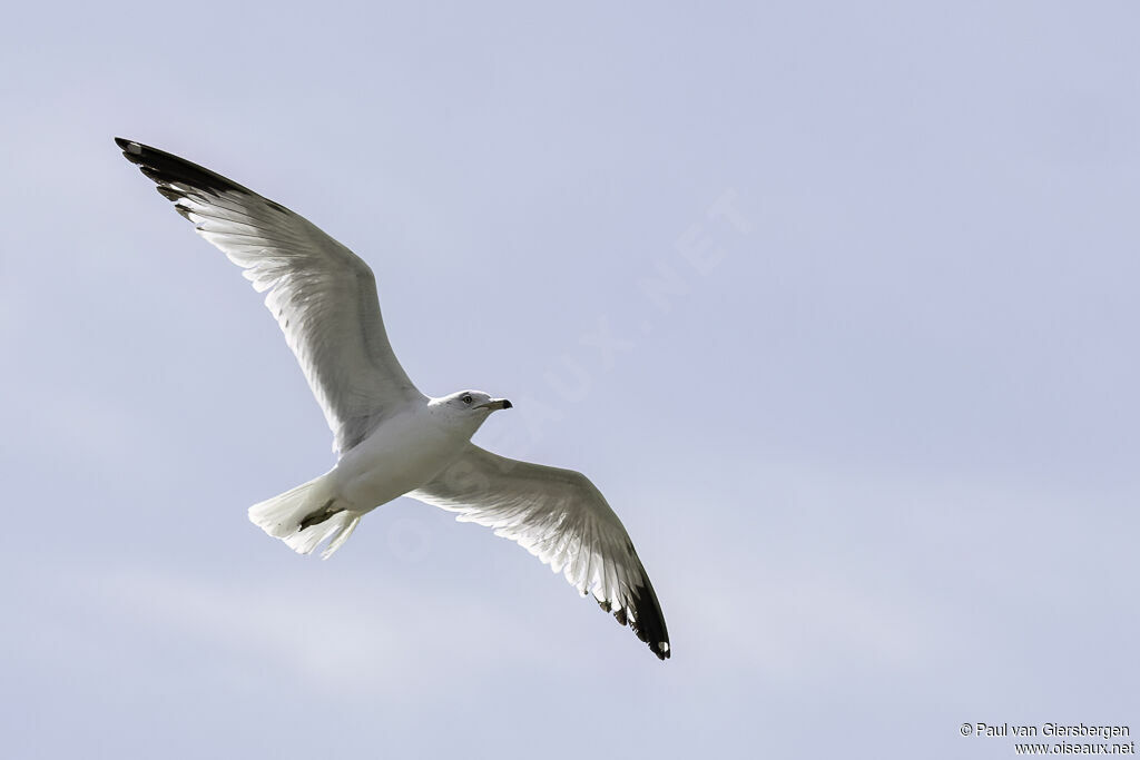 Ring-billed Gulladult