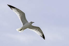 Ring-billed Gull