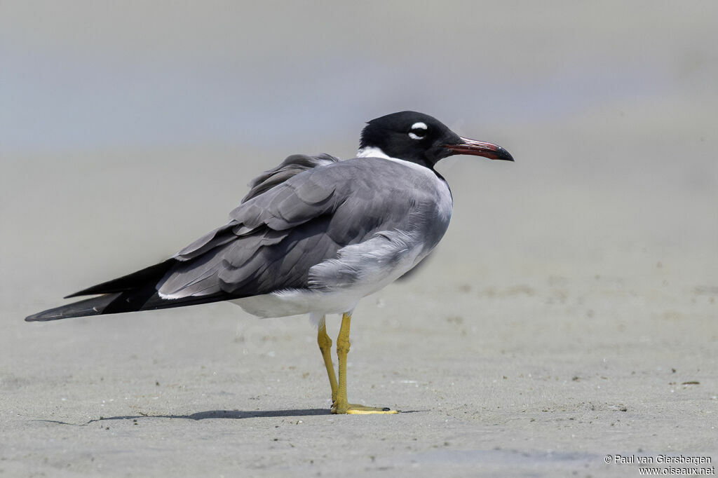 Goéland à iris blanc