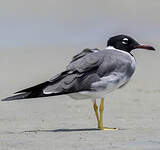 Goéland à iris blanc