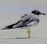 Goéland à iris blanc
