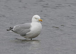 European Herring Gull