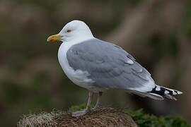 European Herring Gull