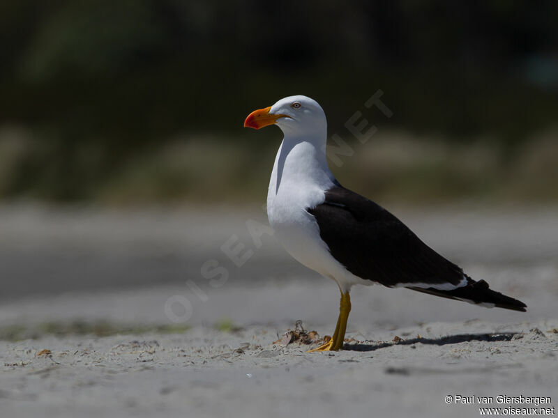 Pacific Gull