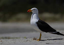 Pacific Gull