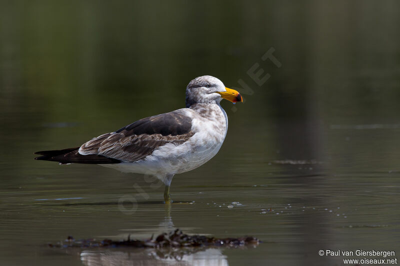 Pacific Gull