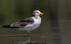 Pacific Gull